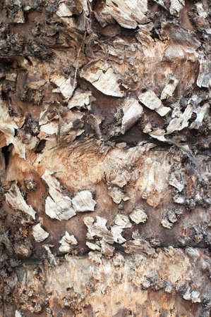 Texture on the Old Palm Tree Dry Surface Outdoor with Cracked Skinの写真素材