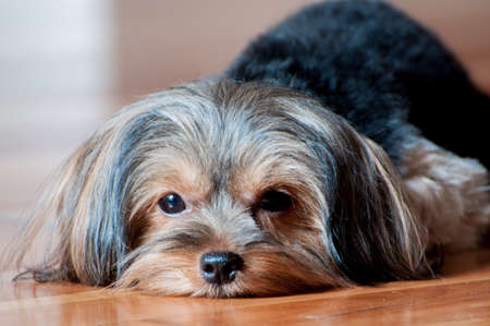 Sleepy Brown Face with Black Fur Small Yorkshire Terrier Puppy Lying Down Chin on the Wooden Floor Gazing at Camera Close Up Portraitの写真素材