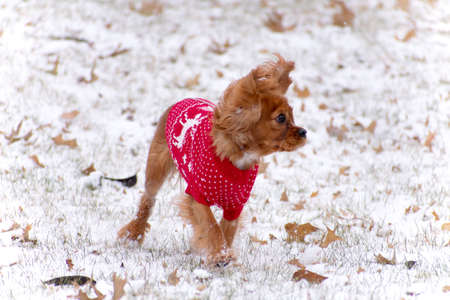Cavalier King Charles Spaniel in Snowの写真素材