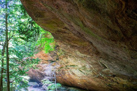 Cliff in Forest