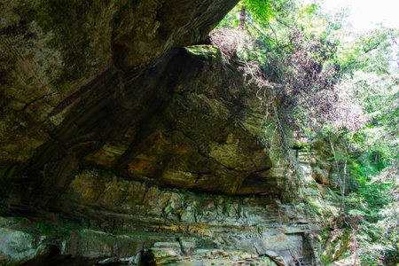 Cliff in Forestの写真素材