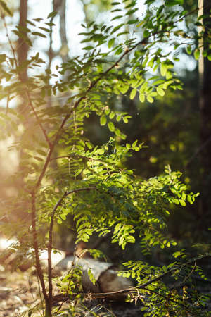 Plants in the forestの写真素材