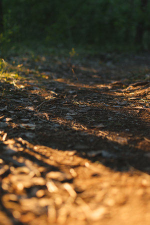 Path in the forest with leaves