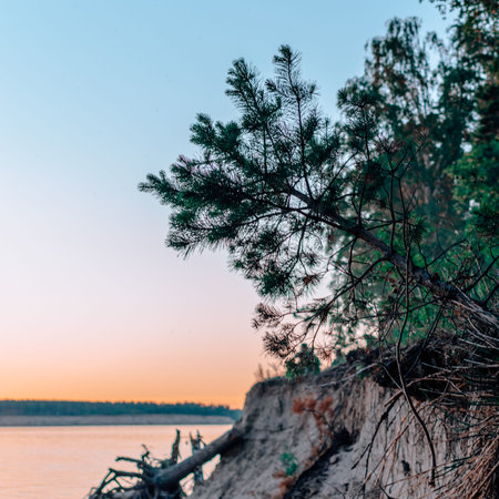 Pine on the cliff
