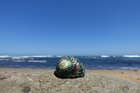 Close up showing shell on beach along the Great Ocean Road, Australia