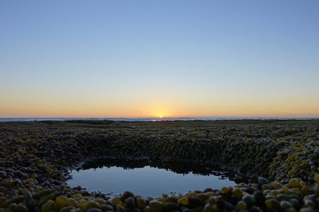 Ground covered with algae and small puddle during low tide at Point Lonsdale, Australia during dusk.の写真素材