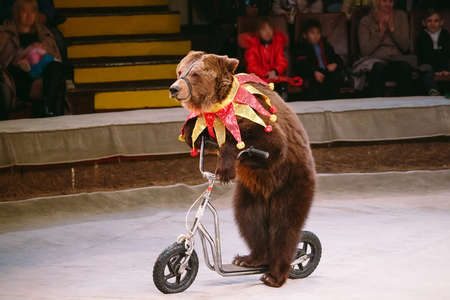 Circus brown bear on speech on the arenaの写真素材