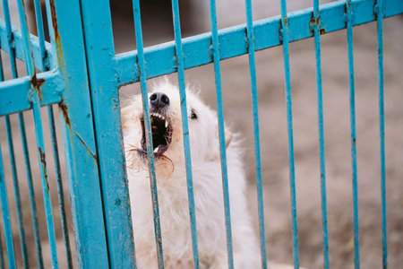 Shelter for stray dogs. Street dogs in cages.