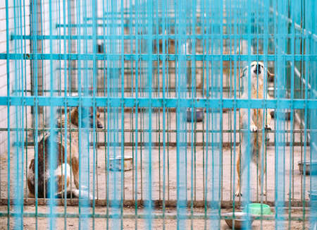 Shelter for stray dogs. Street dogs in cages.の写真素材