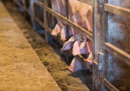 View of Inside of Big breeding pig farm.の写真素材