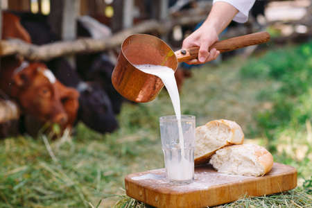 Raw milk. A man is pouring milk against the background of cowsの写真素材