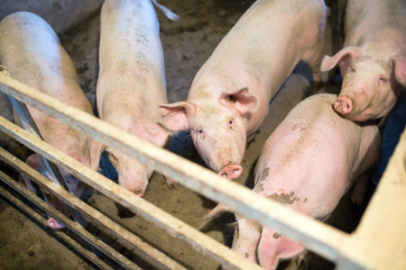 View of Inside of Big breeding pig farm.