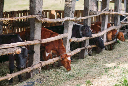 agriculture industry, farming and animal husbandry concept. herd of cows in cowshed on dairy farmの写真素材