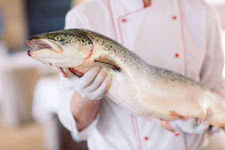 Chef keep the salmon. The chef cuts the salmon on the table.の写真素材
