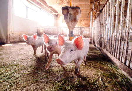 View of Inside of Big breeding pig farm.の写真素材