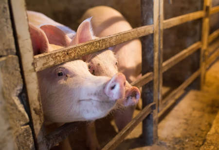 View of Inside of Big breeding pig farm.の写真素材