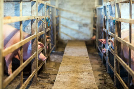 View of Inside of Big breeding pig farm.の写真素材