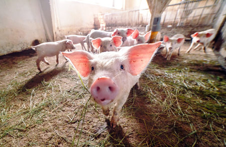 View of Inside of Big breeding pig farm.