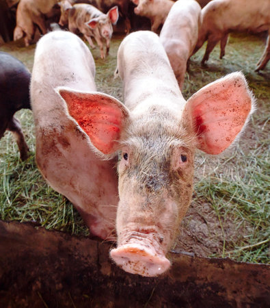 View of Inside of Big breeding pig farm.の写真素材