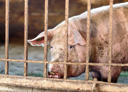 View of Inside of Big breeding pig farm.