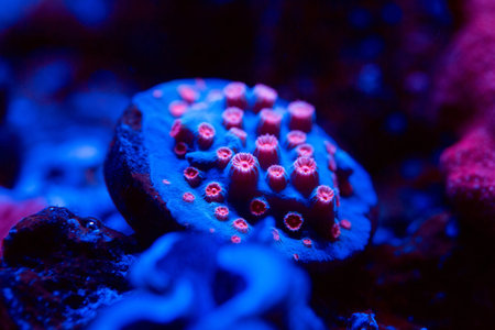 Beautiful and colorful corals in a marine aquarium