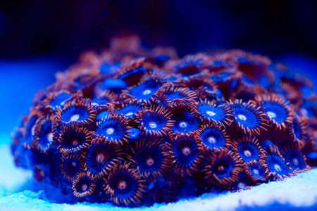 Beautiful and colorful corals in a marine aquarium