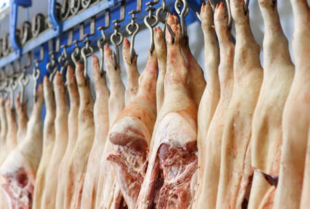 Pig carcasses cut in half stored in refrigerator room of food processing plantの写真素材