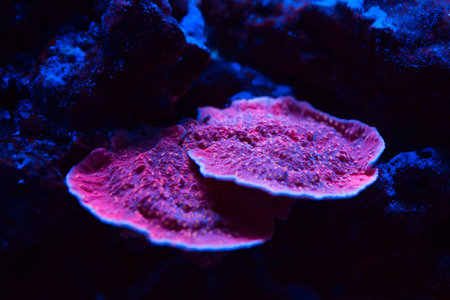 Beautiful and colorful corals in a marine aquarium.
