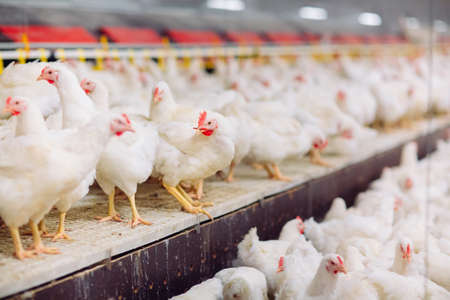 Indoors chicken farm, chicken feeding, farm for growing broiler chickensの写真素材