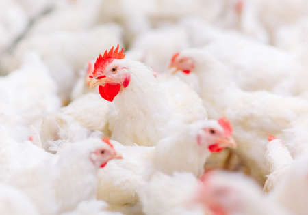 Indoors chicken farm, chicken feeding, farm for growing broiler chickensの写真素材