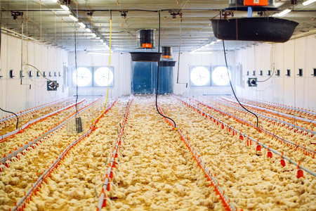 Indoors chicken farm, chicken feedingの写真素材