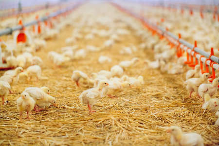 Indoors chicken farm, chicken feedingの写真素材