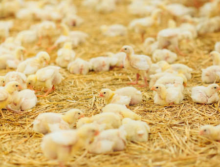 Indoors chicken farm, chicken feedingの写真素材
