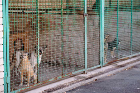 Shelter for stray dogs. Street shelter for homeless animalsの写真素材