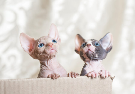 Hairless sphinx cats in a cortex box on a white background