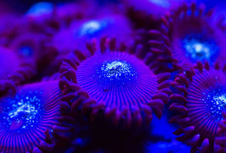 Corals in a marine aquarium.の写真素材