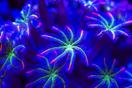 Corals in a marine aquarium.の写真素材
