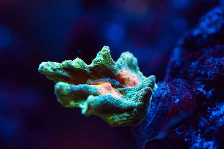 Beautiful and colorful corals in a marine aquarium.の写真素材