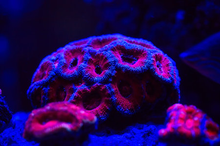 Beautiful and colorful corals in a marine aquarium.