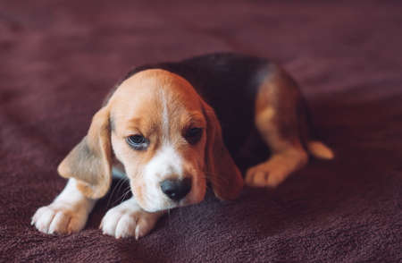 Small hound Beagle dog playing at home on the bedの写真素材