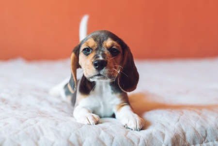 Small hound Beagle dog playing at home on the bedの写真素材