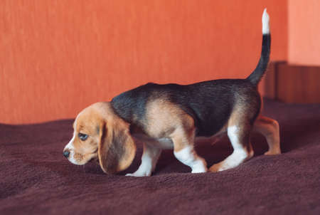 Small hound Beagle dog playing at home on the bedの写真素材