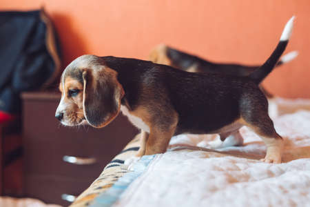 Small hound Beagle dog playing at home on the bed.の写真素材
