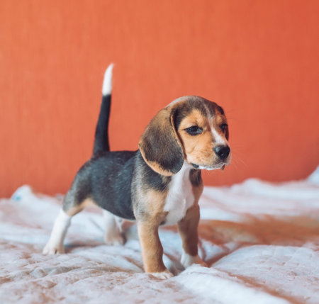 Small hound Beagle dog playing at home on the bed.