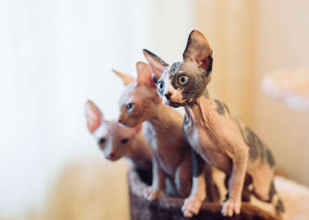Hairless sphinx cats in a soft house at home.の写真素材