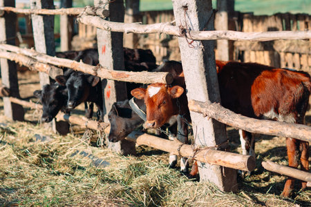 agriculture industry, farming and animal husbandry concept. herd of cows in cowshed on dairy farm