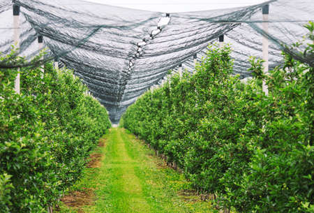 Agriculture. Rows of apple trees grow.の写真素材