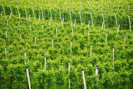 Agriculture. Rows of apple trees grow.