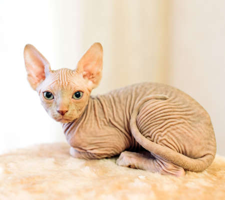 Hairless sphinx cat in short at homeの写真素材