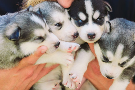 Puppies Siberian Husky. Litter dogs in the hands of the breeder. Little puppies